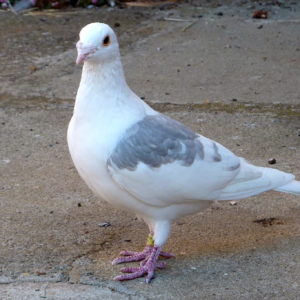 A pigeon.